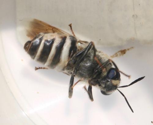 Stratiomys longicornis
